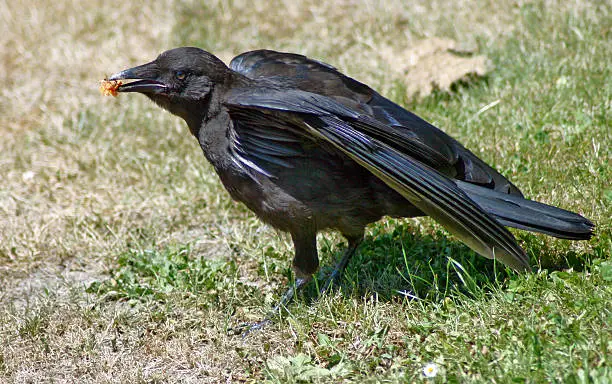 Photo of Crow