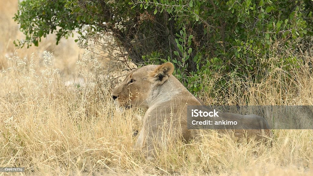 Löwin im Gras - Lizenzfrei Afrika Stock-Foto