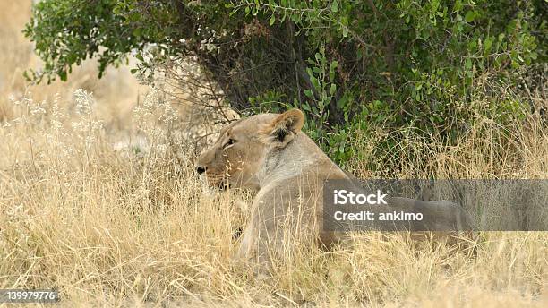 Löwin Im Gras Stockfoto und mehr Bilder von Afrika - Afrika, Auf dem Bauch liegen, Braun