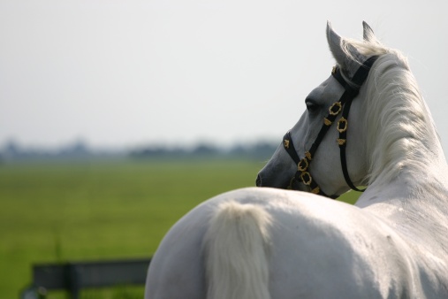 A portrait of an grey spanish Andalusian horse, green fields in the background
