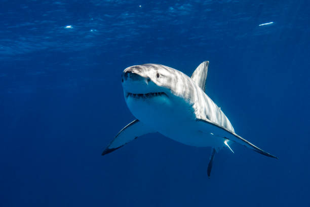 istock Young Juvenile Great White Shark apex predator swimming through the clear open blue ocean 1399798533