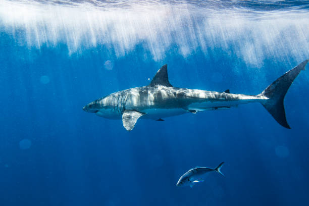 istock Great White Shark apex predator swimming just below surface in bright sun light 1399798557