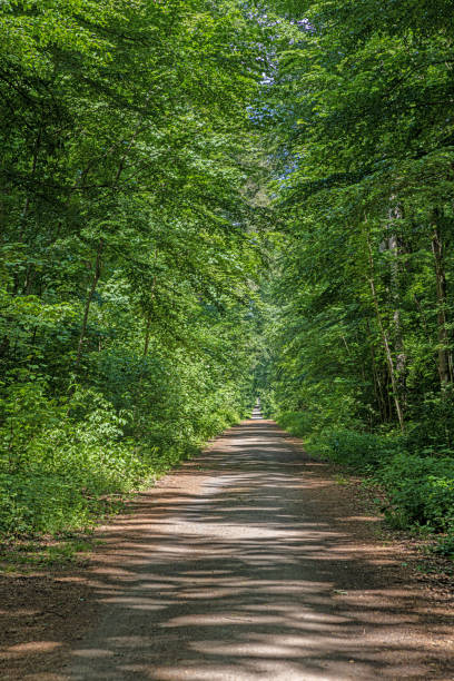 istock Image of a straight and unpaved forest path in springtime 1399798573
