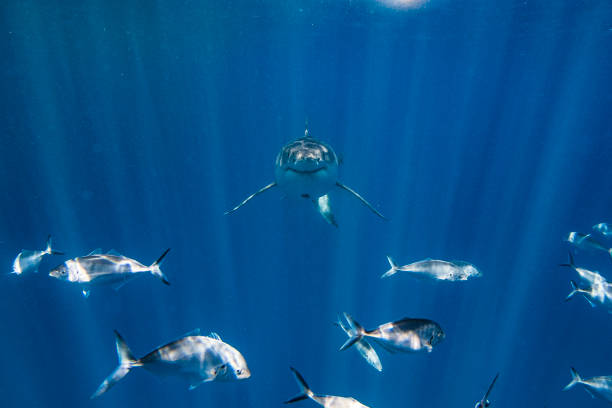 istock Great White Shark approaching a diver in a cage with bright light rays in the clear blue ocean 1399798579