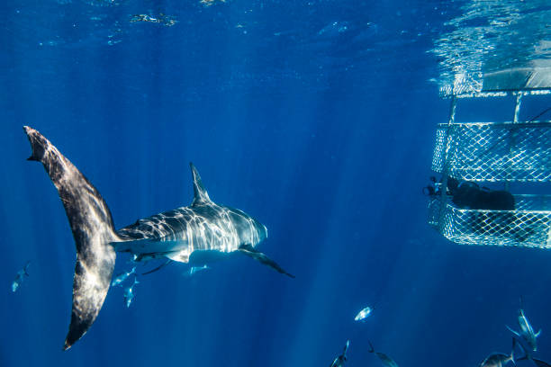 istock Great White Shark swimming past a diver in a cage with bright light rays in the clear blue ocean 1399798583