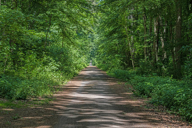 Image of a straight and unpaved forest path during the day in springtime
