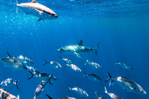 istock Great White Shark apex predator swimming just below surface through school of fish in clear open blue ocean 1399798636