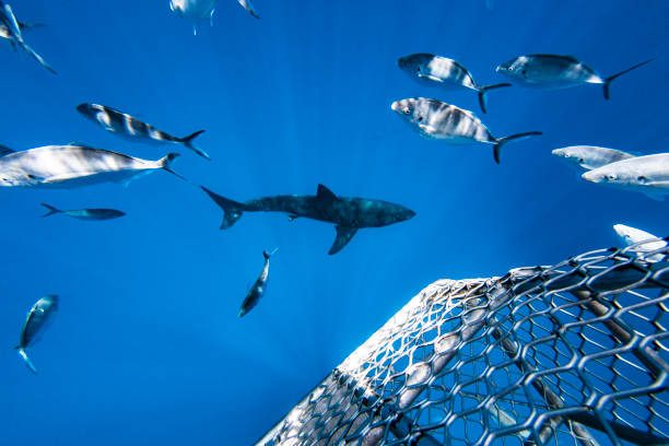 istock Great White Shark swimming directly below a cage with bright light rays in the clear blue ocean 1399798645