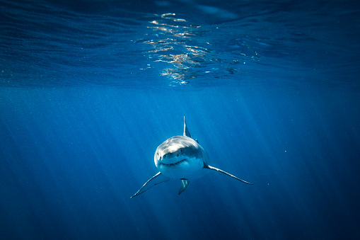 Great White Shark approaching a diver in a cage with bright light rays in the clear blue ocean