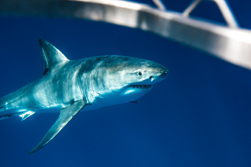 Great White Shark looking directly at a diver in a cage stirring emotion in the clear blue ocean