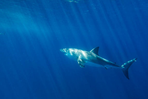 istock Great White Shark apex predator swimming just below surface in bright sun light 1399798664