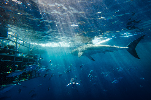 Dramatic scene of Great White Shark swimming past divers in a cage in the clear blue ocean