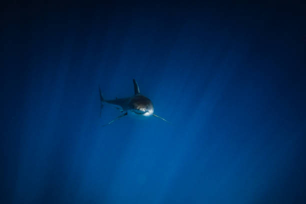 Dramatic scene of Great White Shark swimming toward camera from the deep ocean