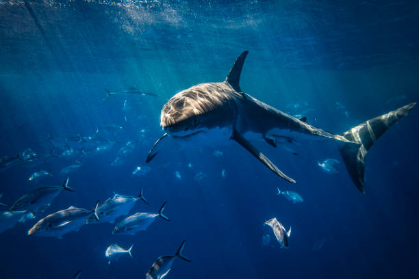 Great White Shark apex predator turning toward camera swimming just below surface in bright sun light