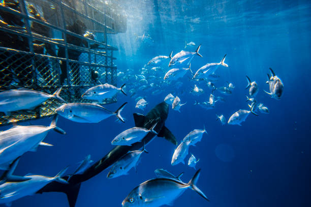 Great White Shark swimming directly below a cage with bright light rays in the clear blue ocean
