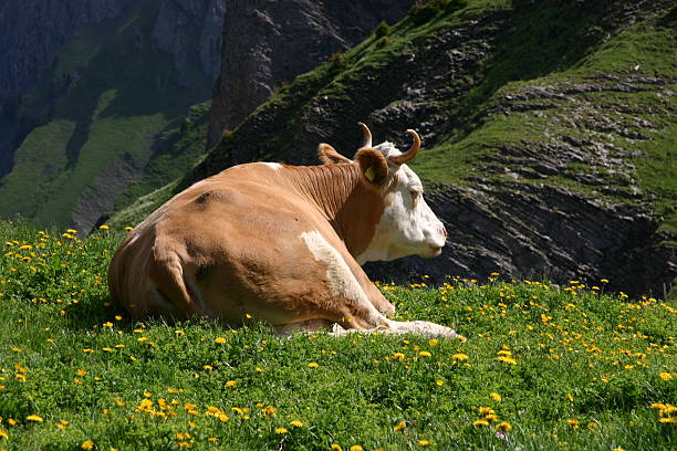 happy cow stock photo