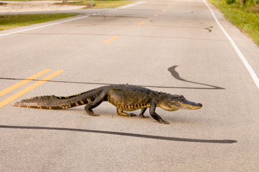 A large alligator crosses a Florida highway