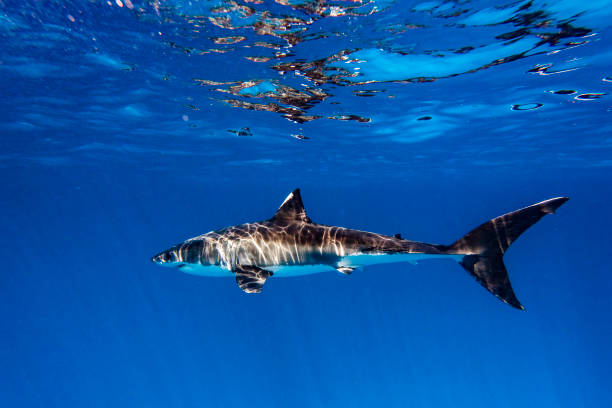 istock Young Juvenile Great White Shark apex predator swimming through the clear open blue ocean 1399799258