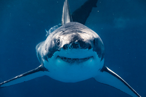 Primer plano extremo del Gran Tiburón Blanco mirando directamente a la cámara sonriendo photo