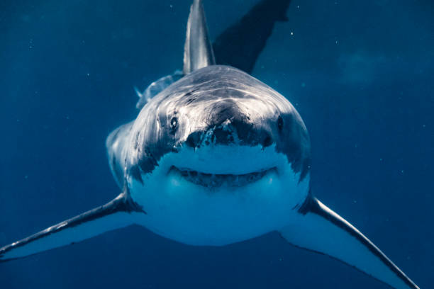 gros plan extrême du grand requin blanc regardant directement la caméra souriante - animal beautiful beauty in nature bee photos et images de collection