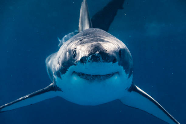 primo piano estremo del grande squalo bianco che guarda direttamente la telecamera sorridente - squalo foto e immagini stock