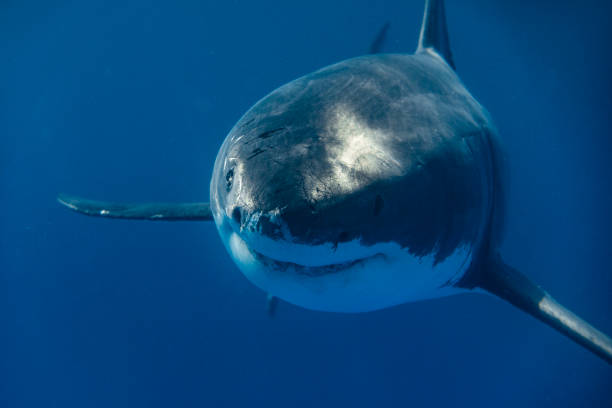 istock Extreme close up of Great White Shark apex predator eye approaching camera 1399799279