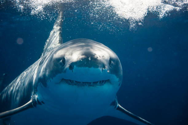 Extreme close up of Great White Shark looking directly at camera smiling