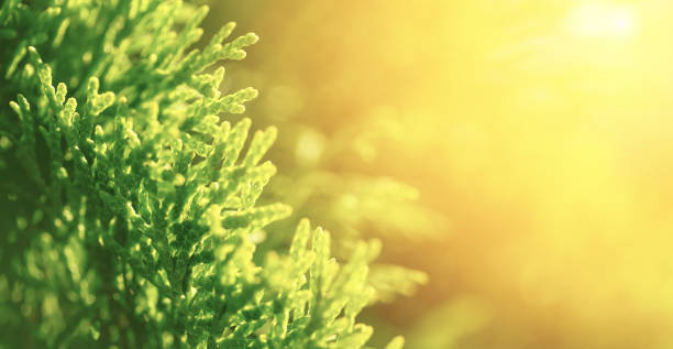 istock Oat florets on sunlit field full frame background 1399799309