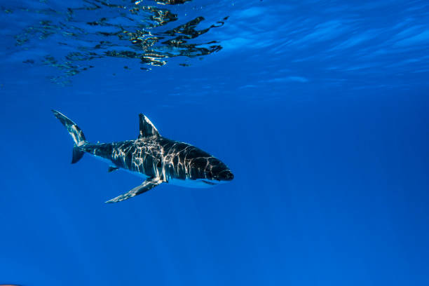 istock Young Juvenile Great White Shark apex predator swimming through the clear open blue ocean 1399799317