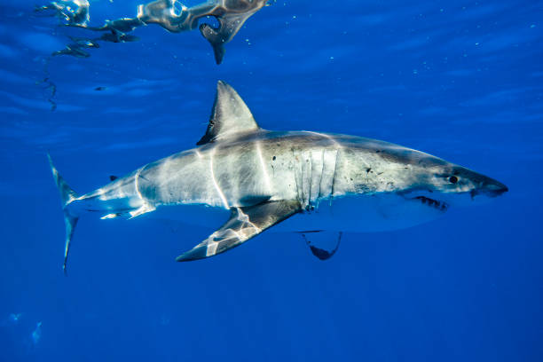 istock Young Juvenile Great White Shark apex predator swimming through the crystal clear open blue ocean 1399799322