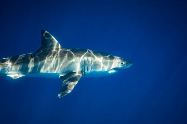 istock Great White Shark apex predator swimming through the crystal clear open blue ocean 1399799326
