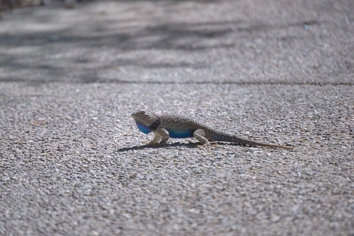 Blue Belly Lizard pauses on the sidewalk at a park in the Sonoran Desert.