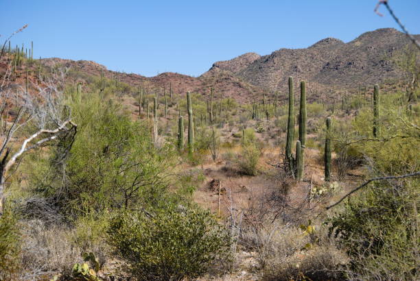 istock Saguaros in the desert 1399799363