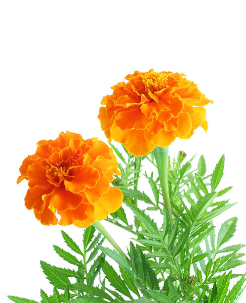 Arancio Marigolds - foto stock