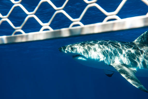 istock Great White Shark looking directly at a diver in a cage stirring emotion in the clear blue ocean 1399799459
