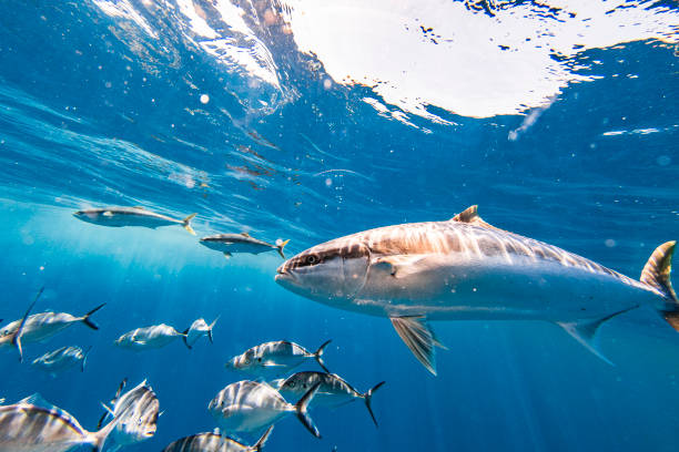 istock Large Kingfish swimming just below surface in bright sun light 1399799481