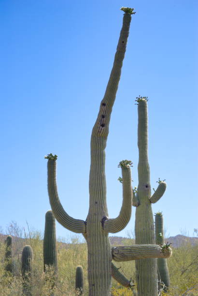 istock Saguaro Cacti with Flower Buds and Blooms 1399799494