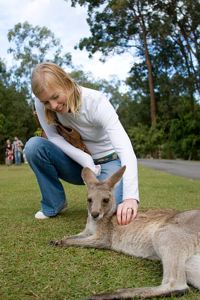 Woman petting kangaroo at Australia Zoo stock photo