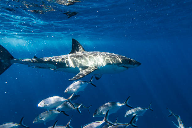 istock Large Great White Shark cruising just below surface in bright sun light 1399799560