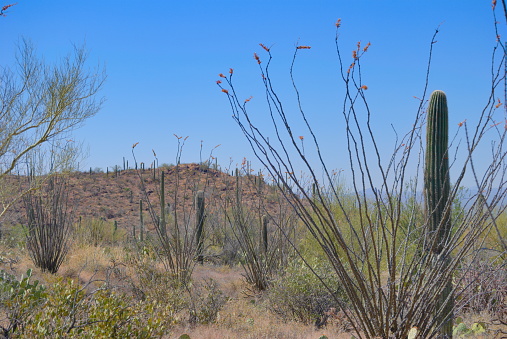 Sonoran Desert landscape, featuring saguaro cactus and ocotillo.