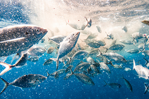 Feeding frenzy with berley attracting large baitfish at the surface of the ocean