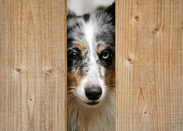 Blue merle sheltie Blue merle sheltie peaking between the fence sheltie blue merle stock pictures, royalty-free photos & images