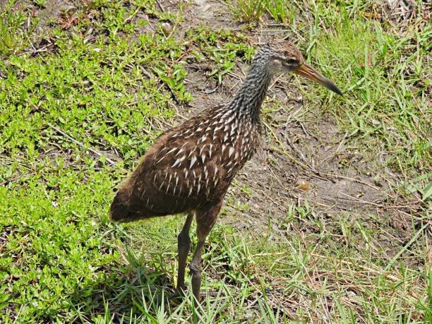 istock Limpkin (Aramus guarauna) - juvenile resting in the grass 1399800761