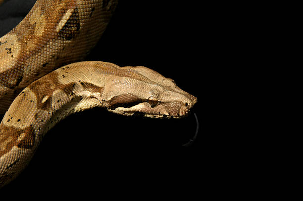 ボア - red tailed boa ストックフォトと画像