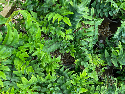 Stock photo showing rows and rows of potted Fortune's holly-ferns (Cyrtomium fortunei), growing in a nursery shade tunnel to protect their leaves against the strongest sun and winds.