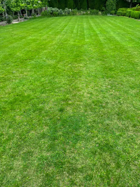 Stock photo showing a beautiful green garden lawn that has just been mowed, resulting in an attractive pattern of stripes. The grass turf is well looked after by a keen gardener, who ensures that the lawn is regularly watered with a sprinkler and fed with a specific weed and feed fertiliser.