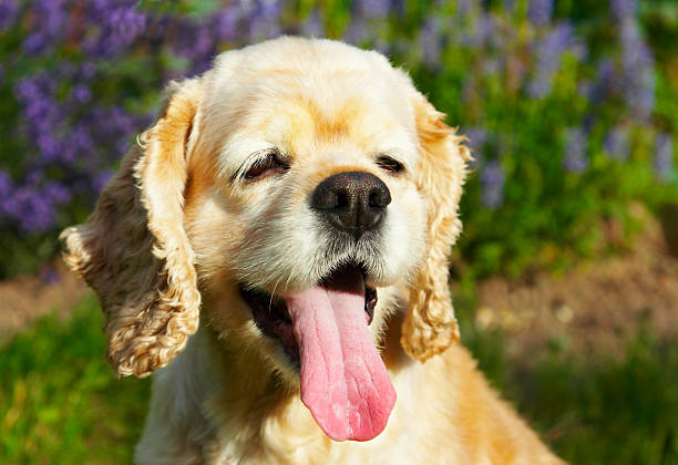 Cocker spaniel Lächeln – Foto