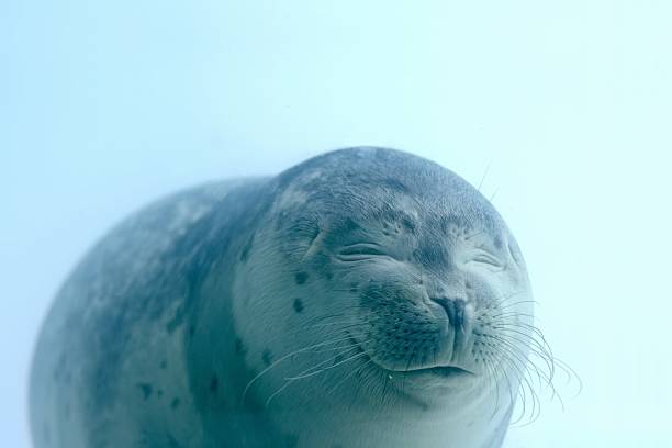Very cute and friendly little seal