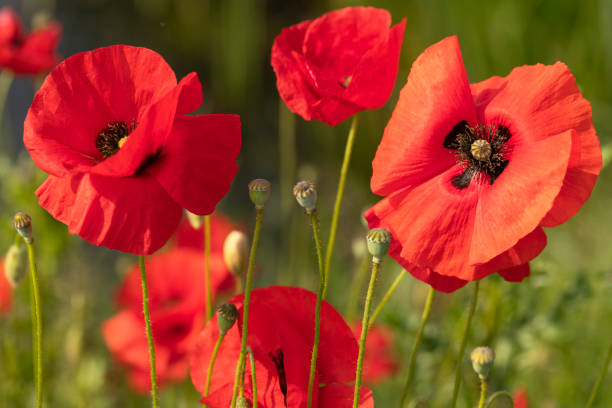 istock Red wild poppies bloom in the meadow fields. 1399803079