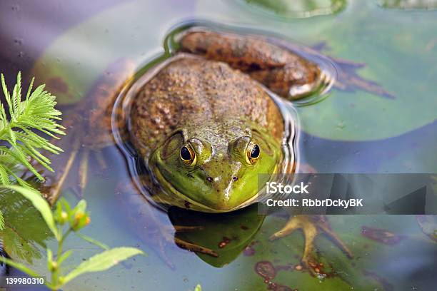 大型のカエル - ウシガエルのストックフォトや画像を多数ご用意 - ウシガエル, スイレン, いぼ